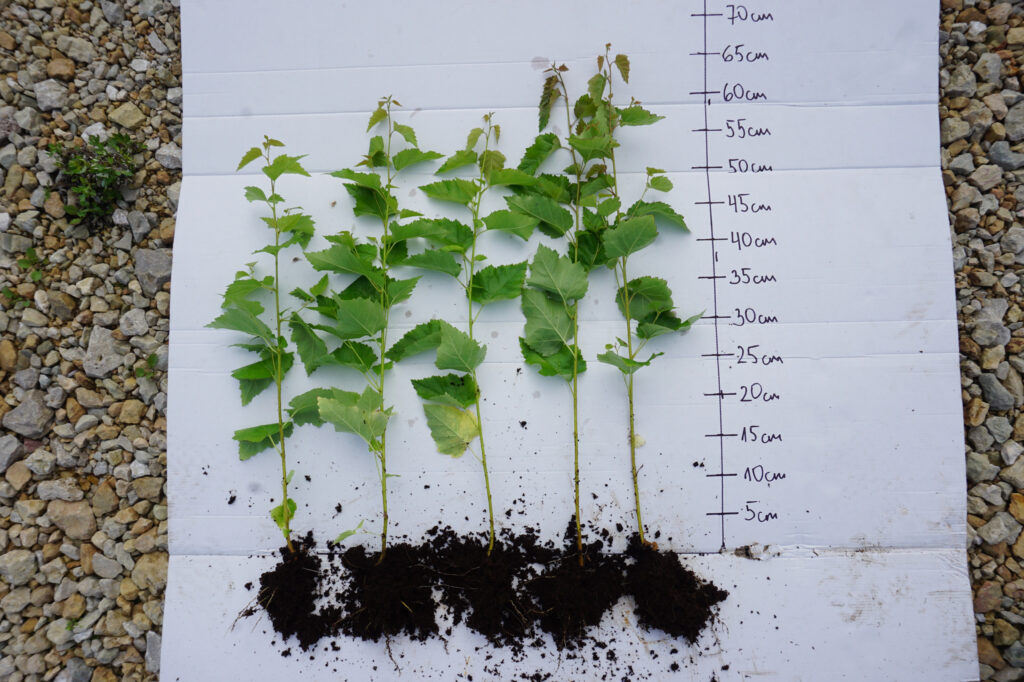 Birch 1-year, bare-root – photo 2