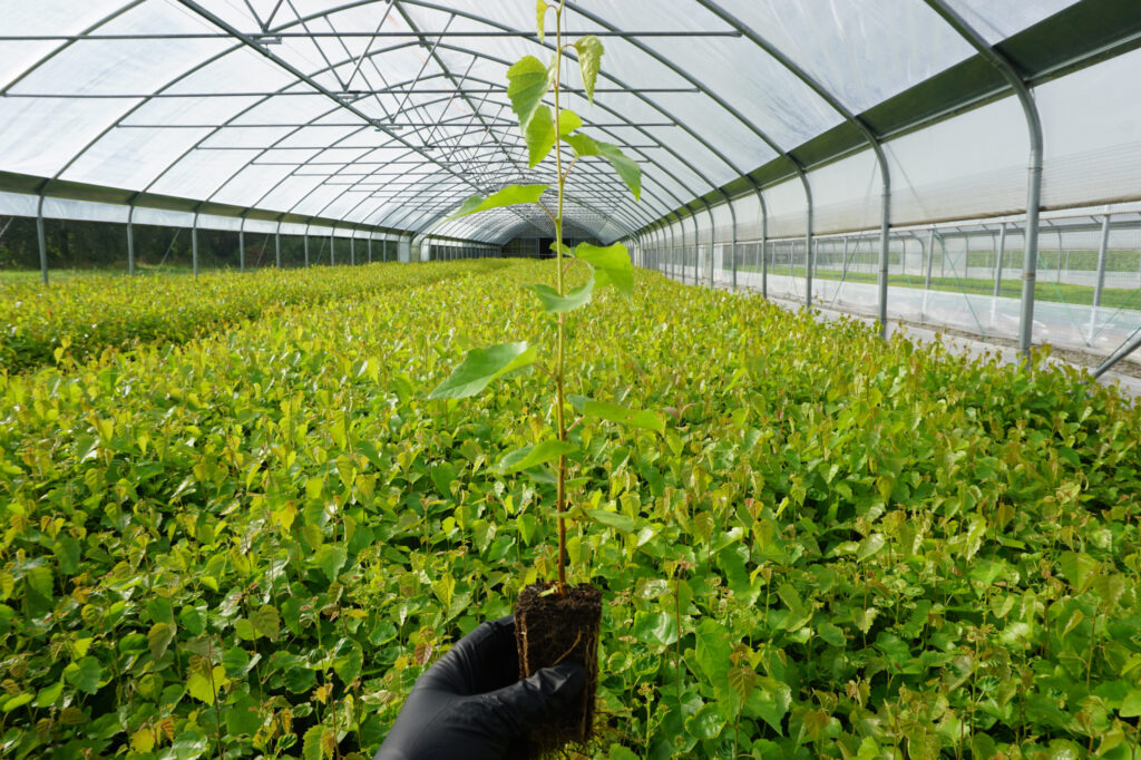 Birch 1-year, potted – photo 6