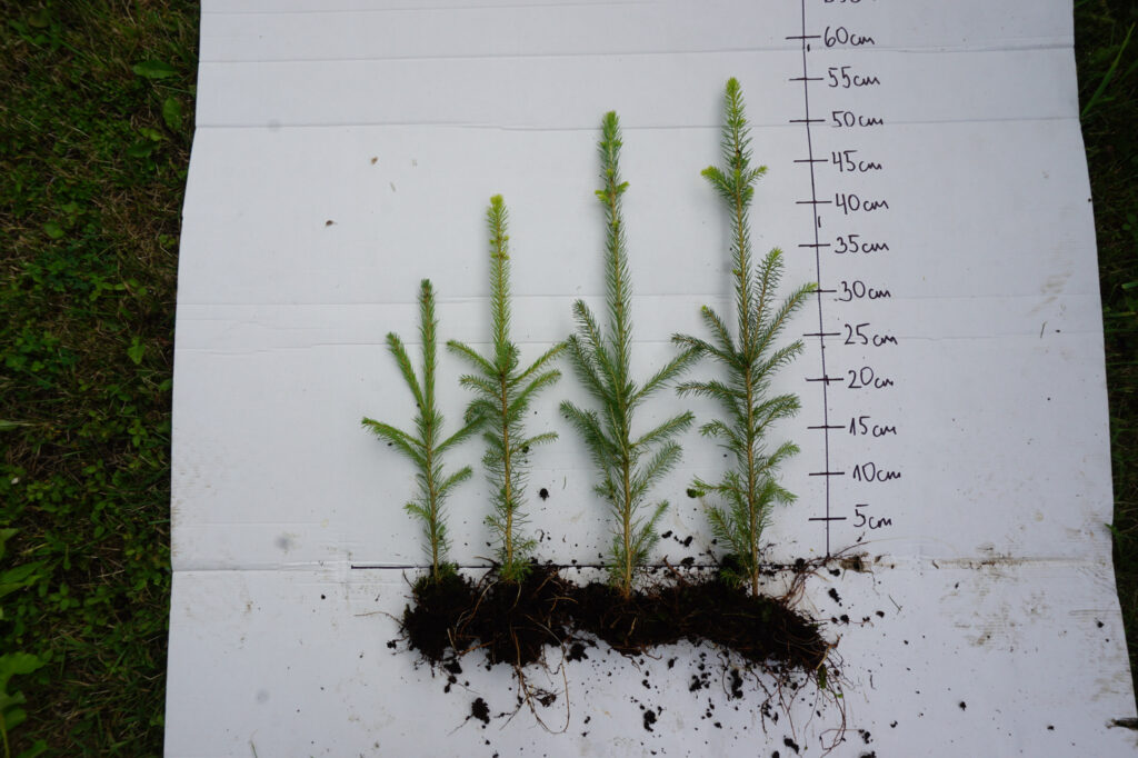 Spruce 2 y (bare-root) – photo 3