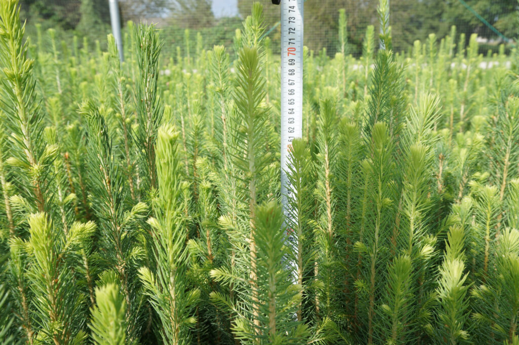Spruce 2 y (bare-root) – photo 2
