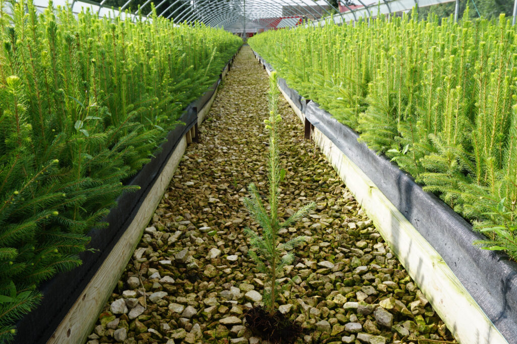 Spruce 2 years, bare-root