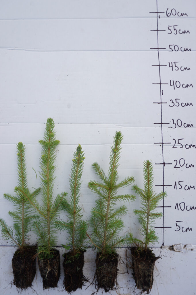 Spruce 2 y (potted) – photo 4