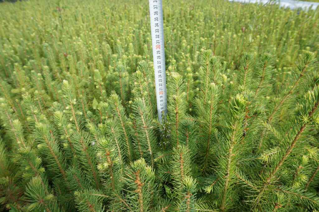 Spruce 2 years, potted