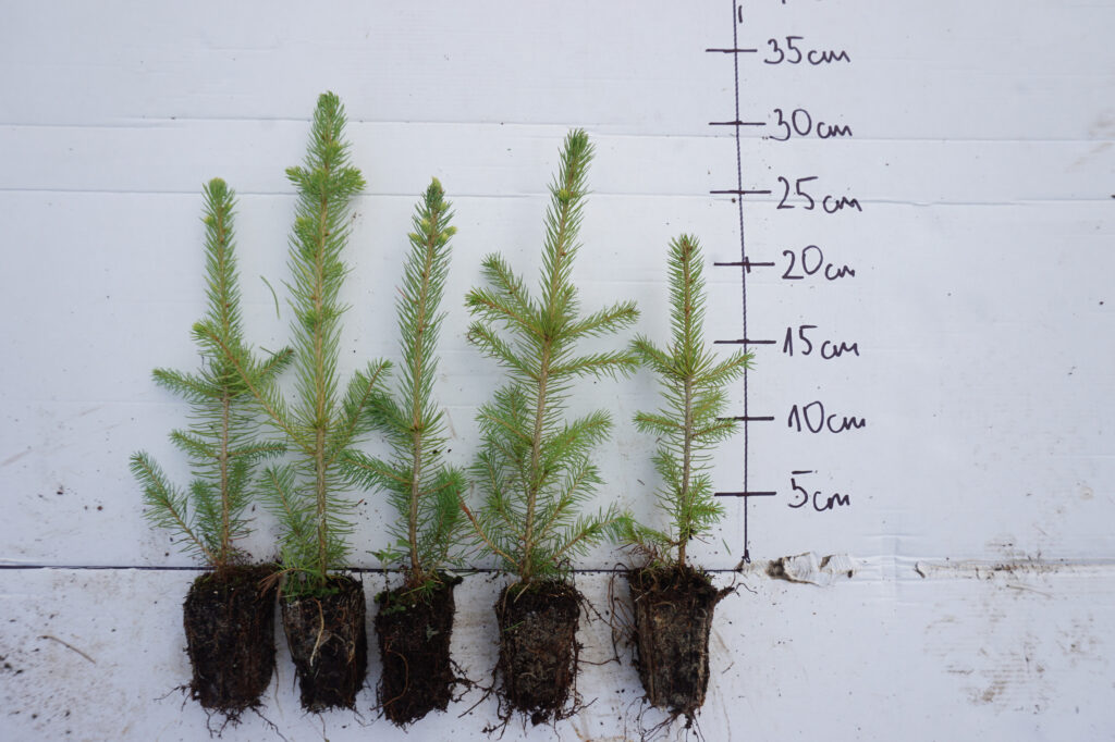 Spruce 2 y (potted) – photo 1