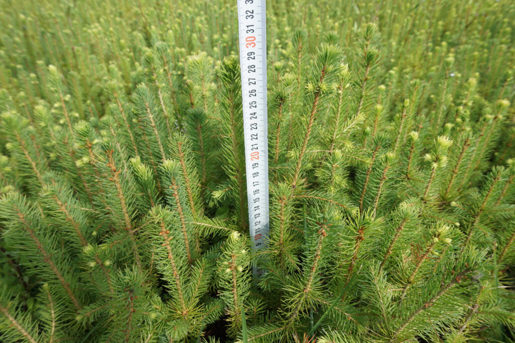Spruce 2 y (potted) – photo 5