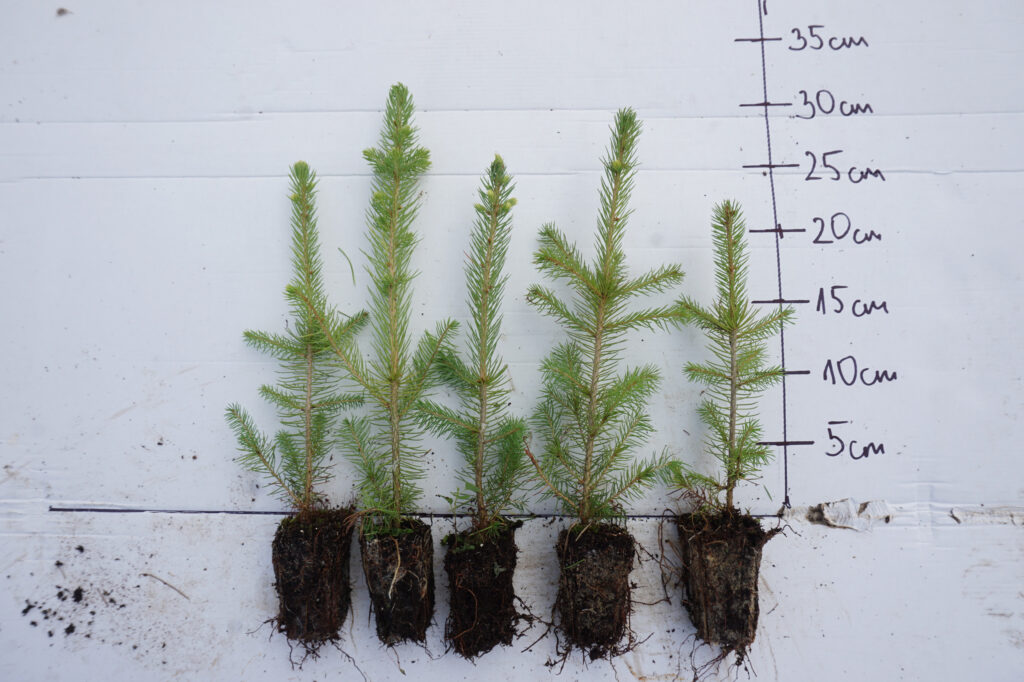 Spruce 2 y (potted) – photo 2