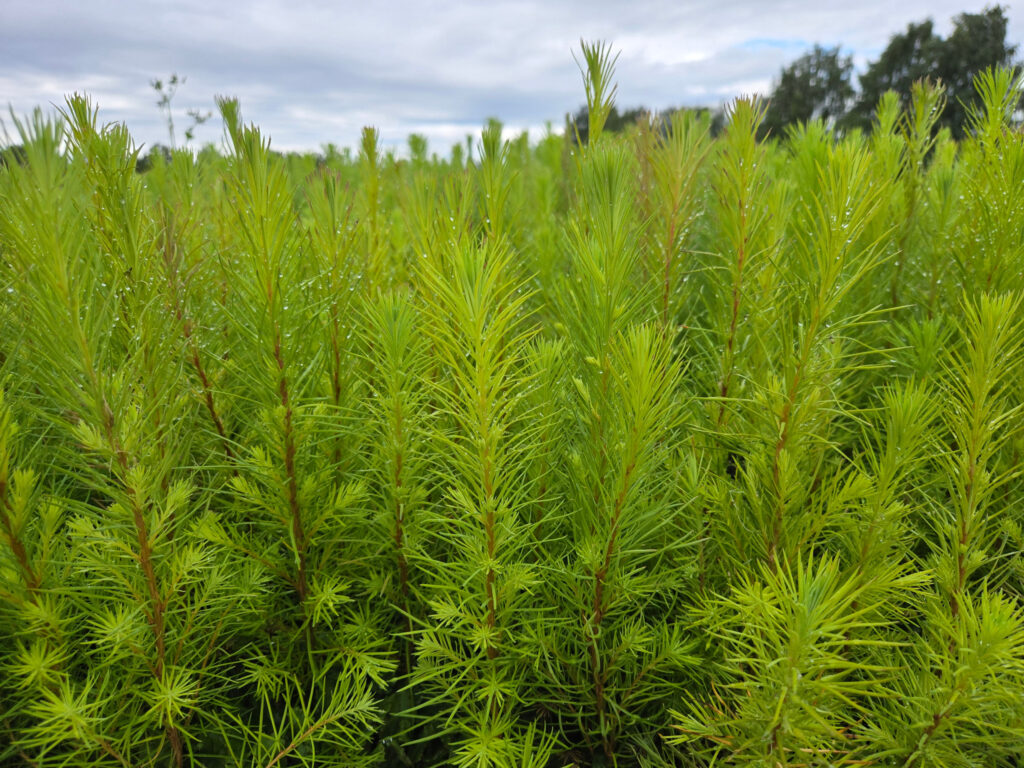 European larch 1y, potted