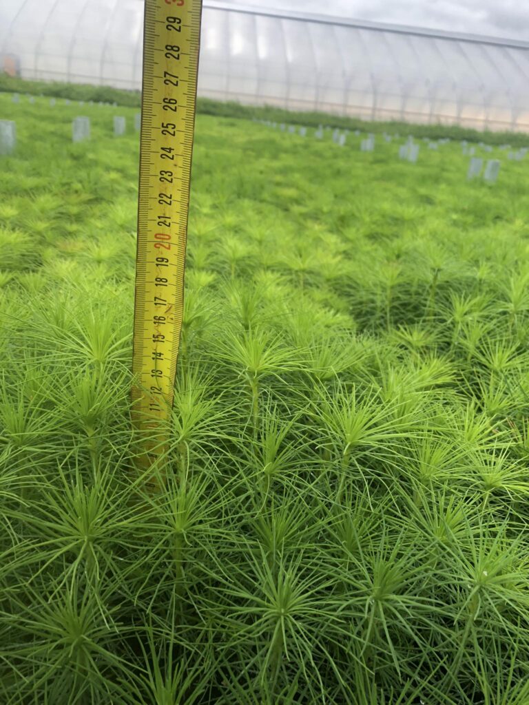 Pine 1-year, potted – photo 4