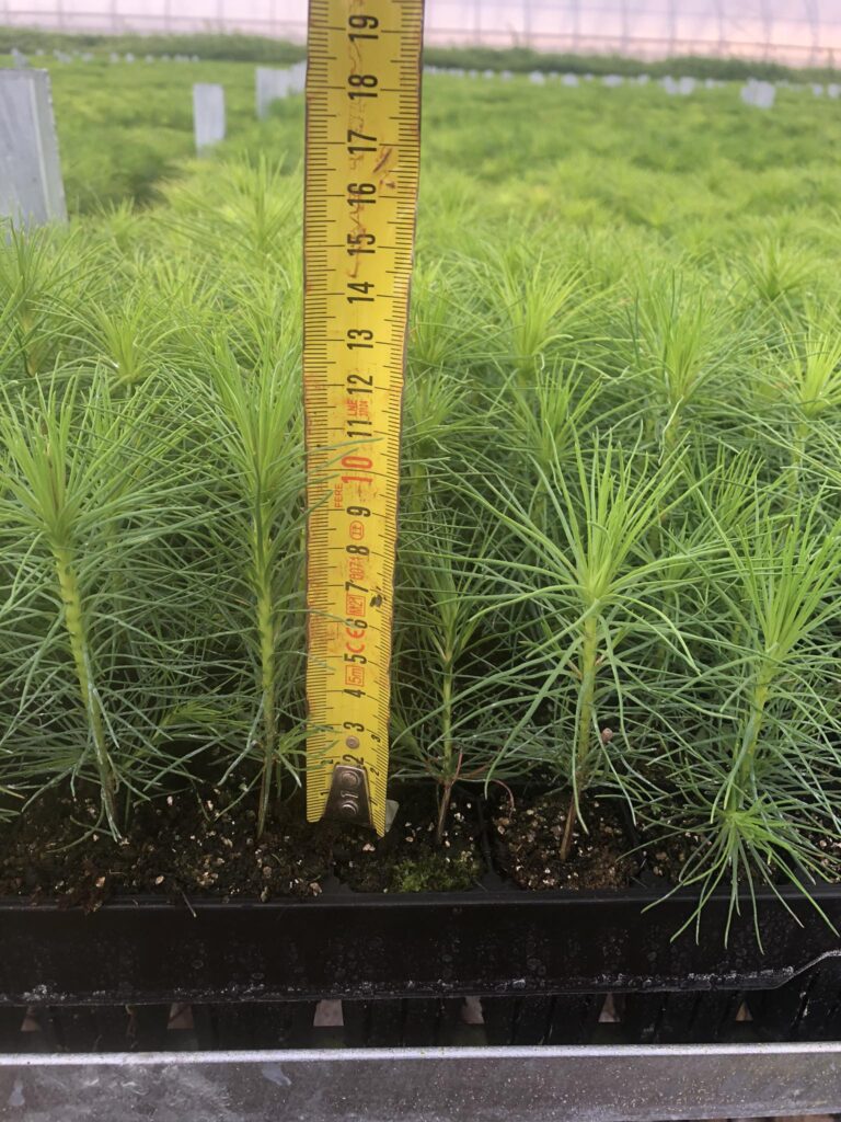Pine 1-year, potted – photo 3