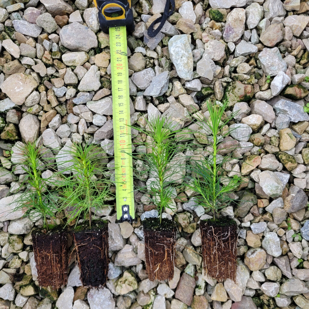 Pine 1-year, potted – photo 2