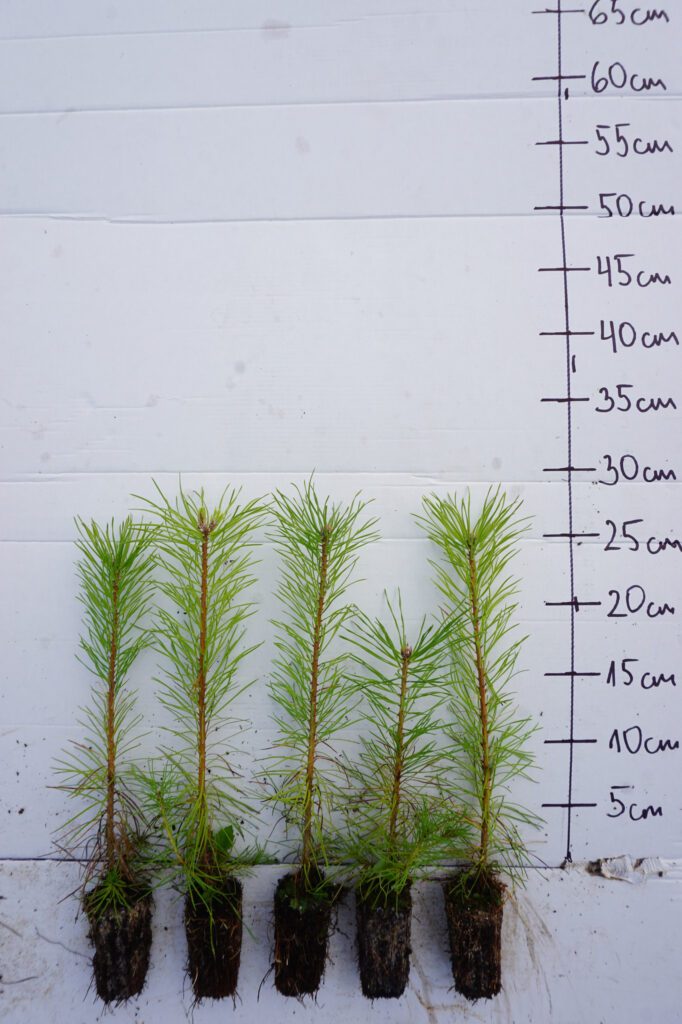 Pine 2-years, potted – photo 4
