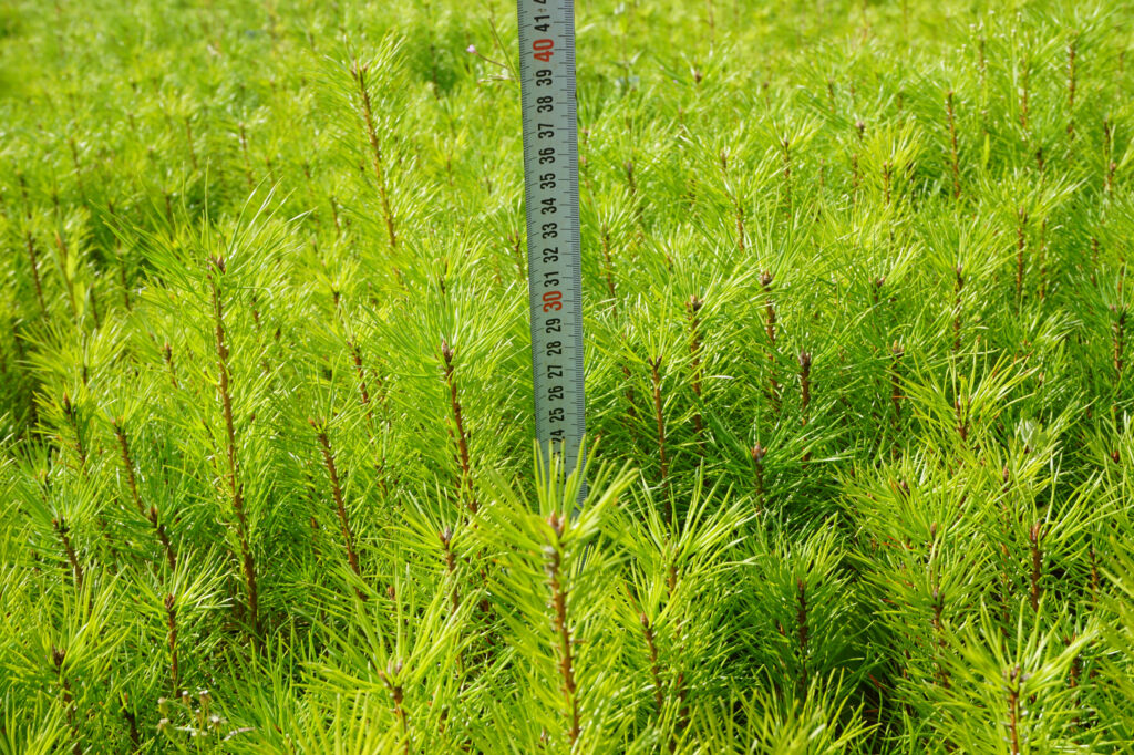 Pine 2-years, potted – photo 3