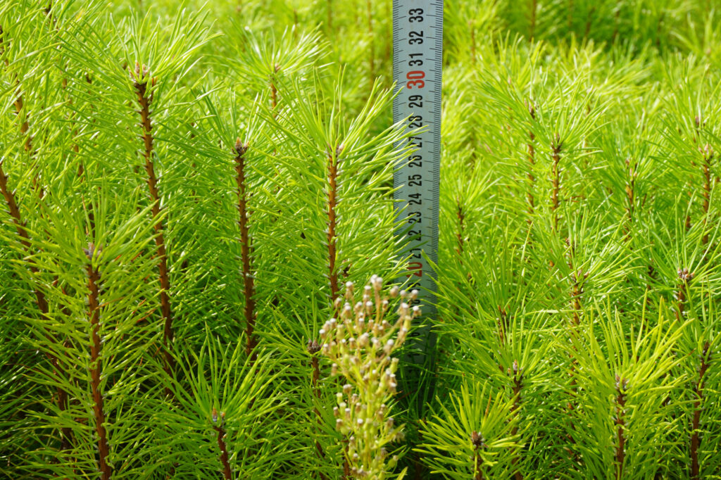 Pine tree 2 years, potted