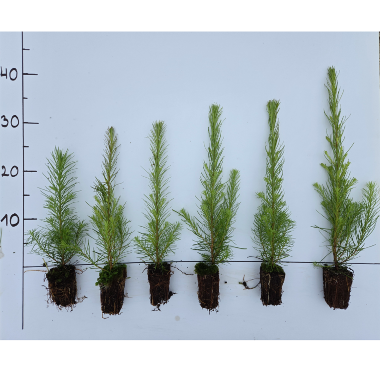 European larch 1-year, potted – photo 2