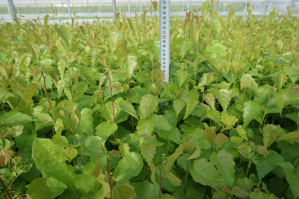 Birch 1-year, potted – photo 2