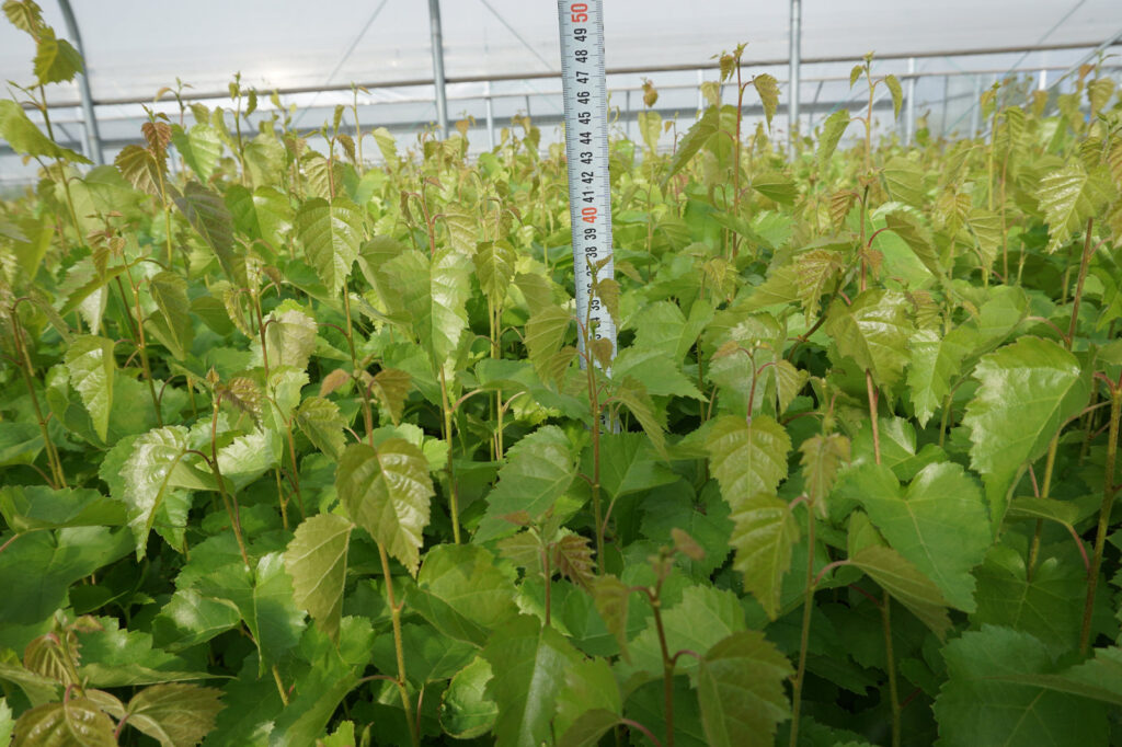 Birch 1-year, potted – photo 9