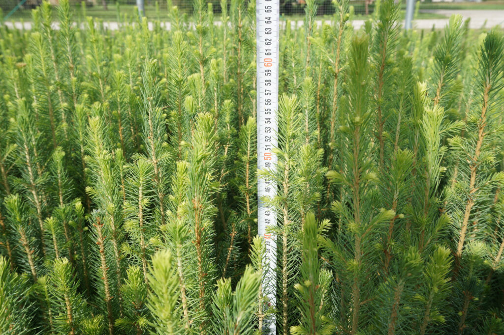 Spruce 2 y (bare-root) – photo 5