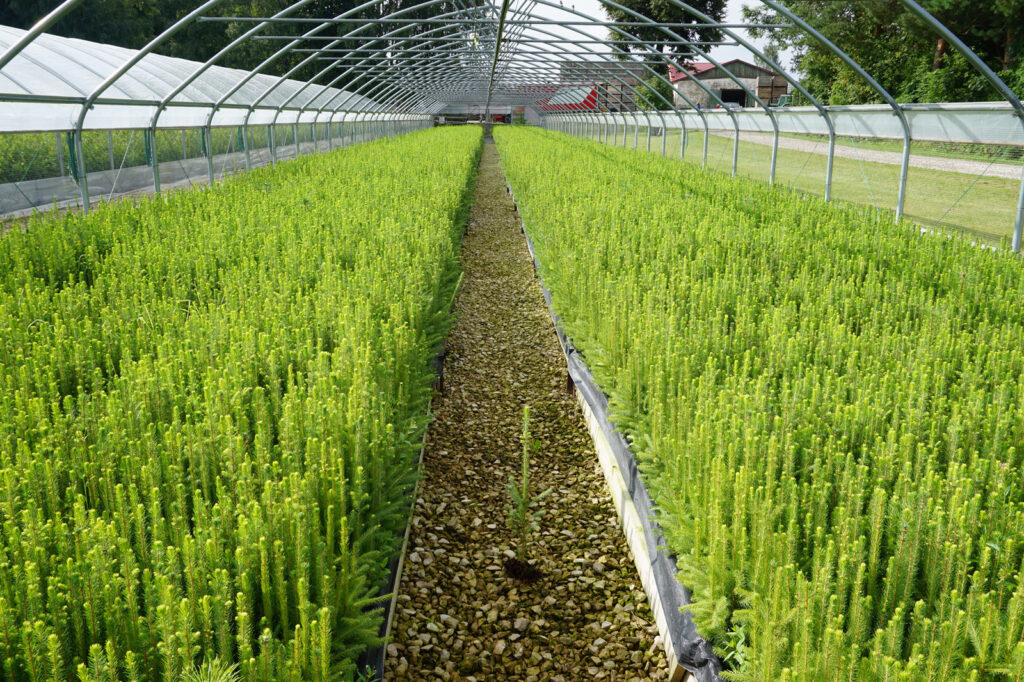 Spruce 2 y (bare-root) – photo 6