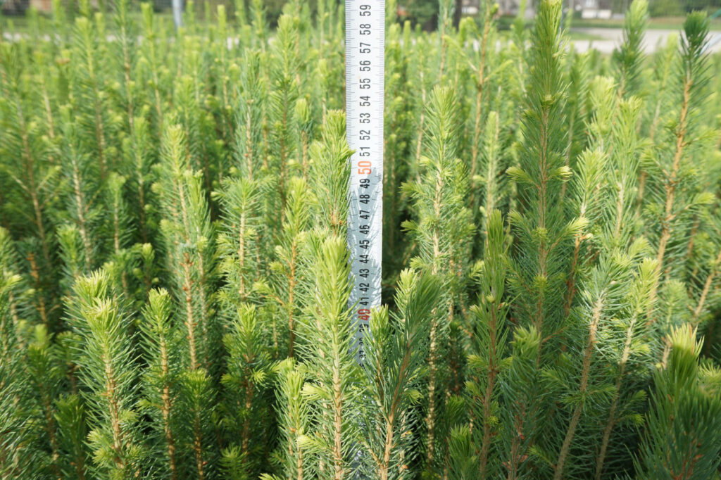 Spruce 2 y (bare-root) – photo 7