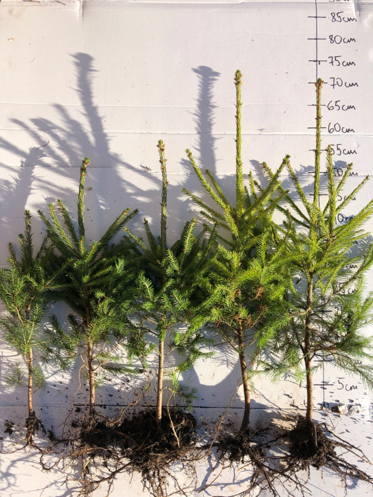 Spruce 5 y (bare-root) – photo 1