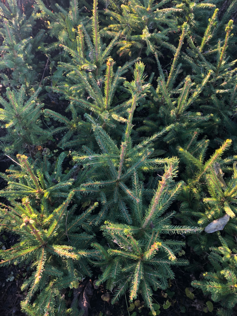 Spruce 5 y (bare-root) – photo 2