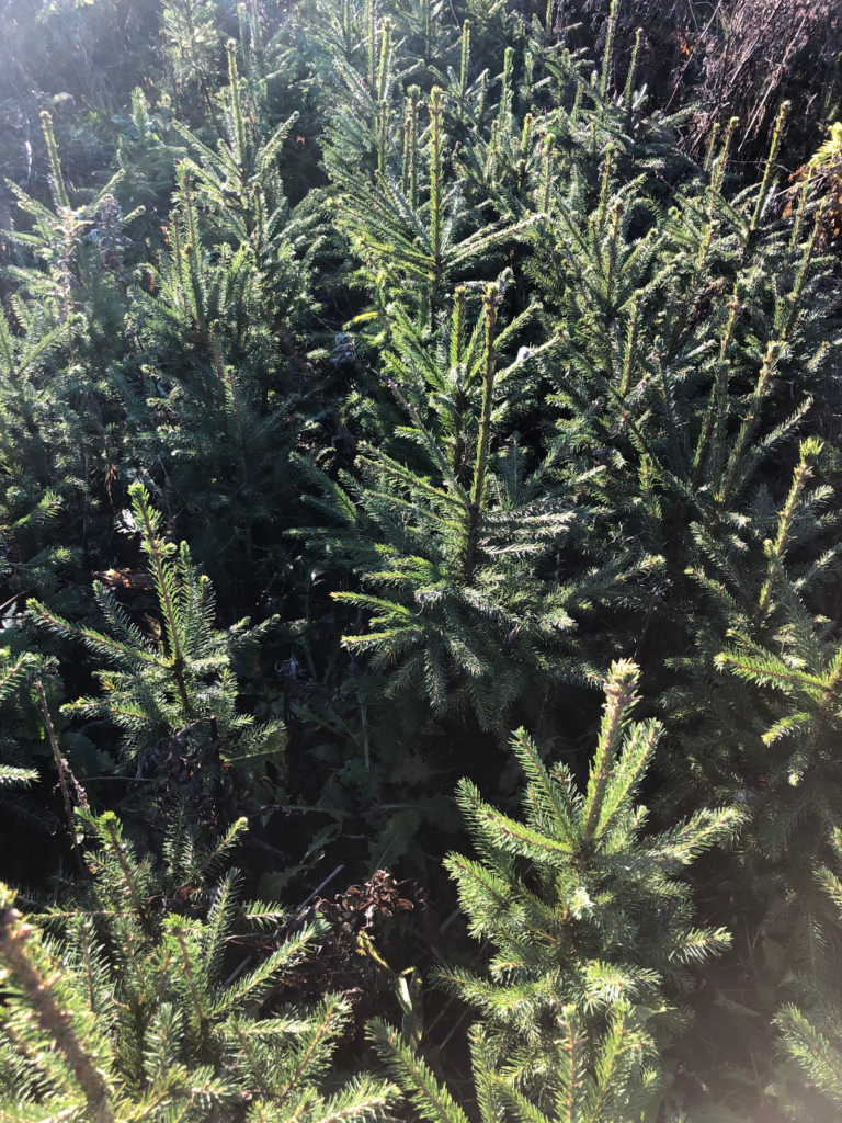Spruce 5 y (bare-root) – photo 3