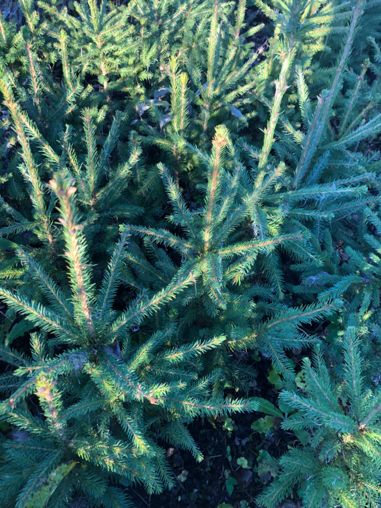 Spruce 5 y (bare-root) – photo 4