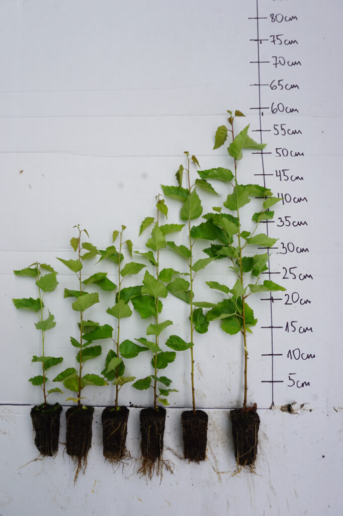 Birch 1-year, potted – photo 3
