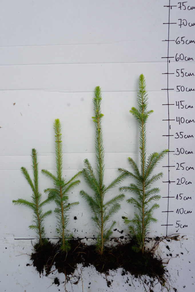 Spruce 2 y (bare-root) – photo 4