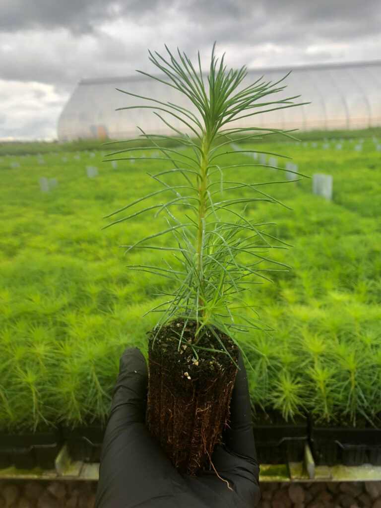 Pine tree 1 year, potted